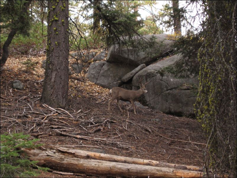 2006-11-04 Fresno Dome (13) Deer